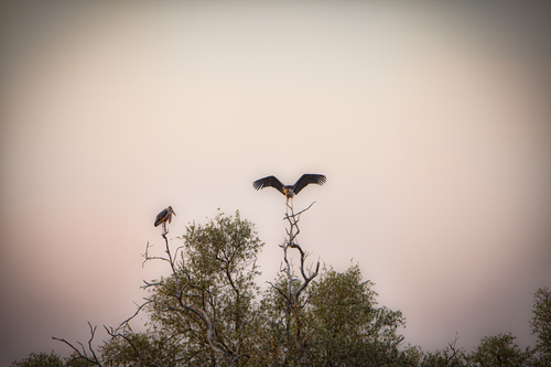 Marabou Stork