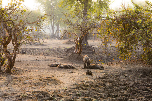 Hyenas in the Bush