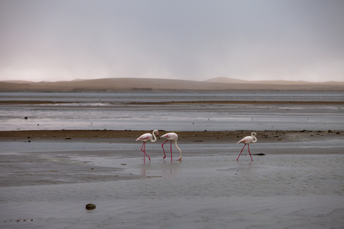 Flamingos