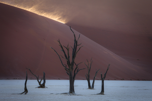 Old trees in the desert1