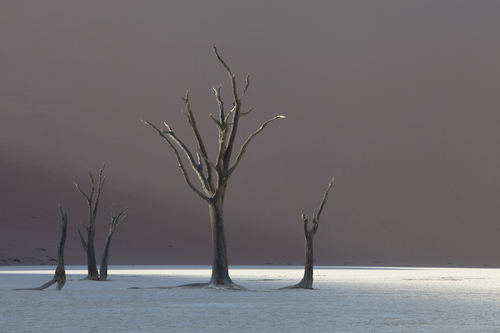 Old trees in the desert4