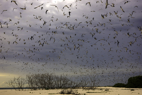 Sooty Terns 1