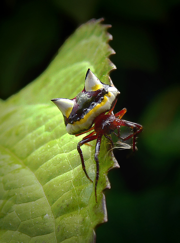 Two Horned Spider Poecilopachys, Australasia 
