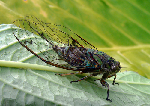 Cicada