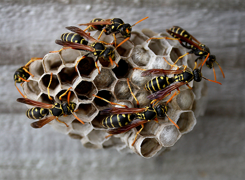 Paper Wasps and Nest