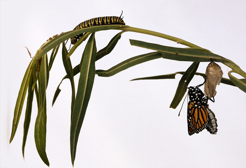 Life Cycle - Monarch