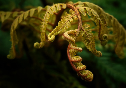 Fern Curls