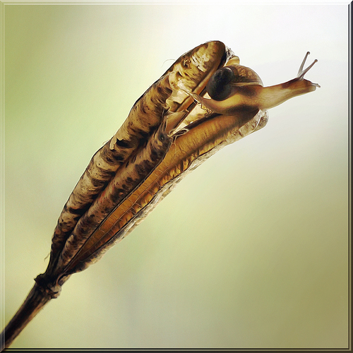 Seedpod with snail