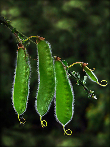 Seeds of Broom