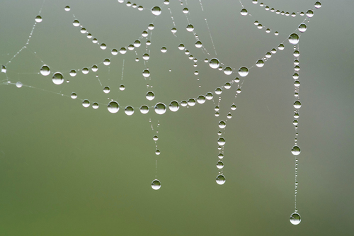Morning dew