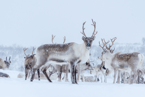 Reindeer