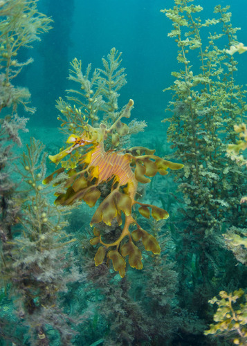 Leafy Sea Dragon