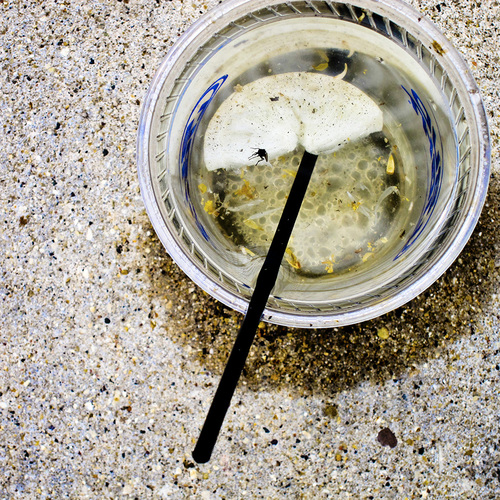 Cup with Fly