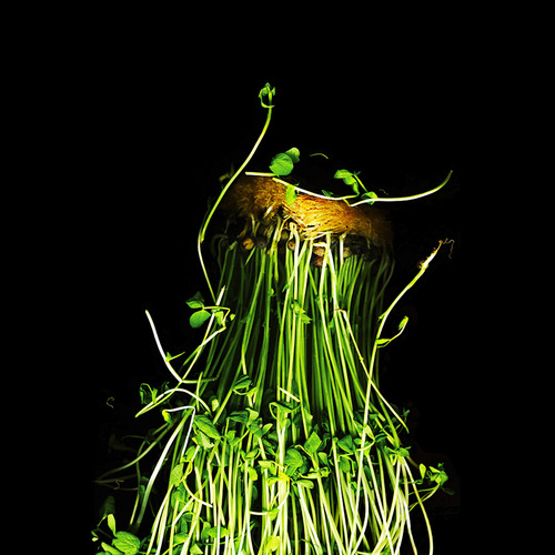 Pea Tendril Roots