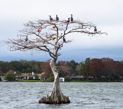 Water-Cormorant Christmas