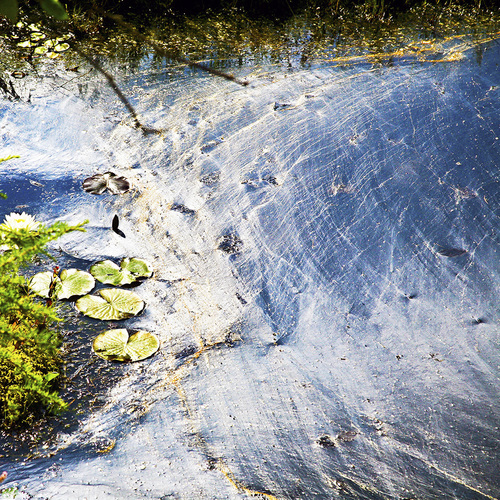 Web on Pond