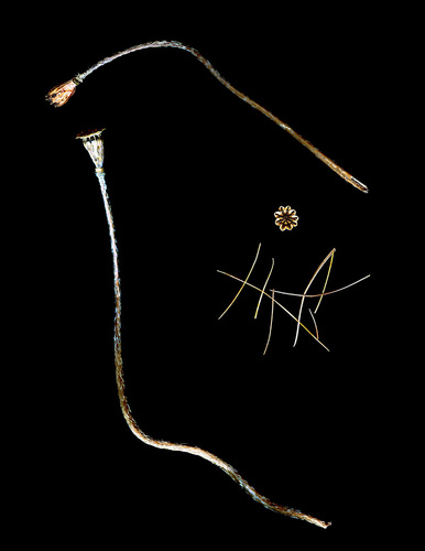 Poppy Pods