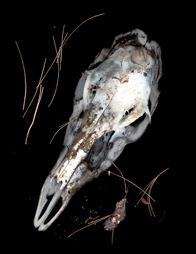 Deer Skull 1