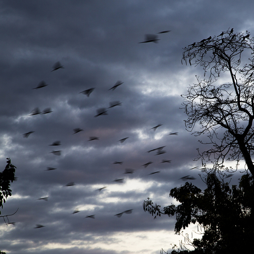 Night Birds