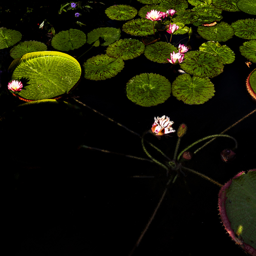 Lotus 1