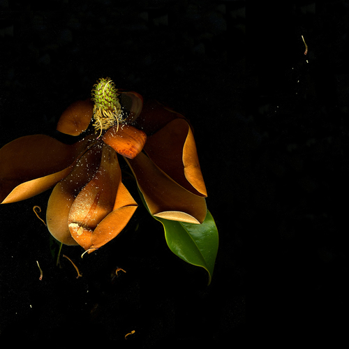 Magnolia 1