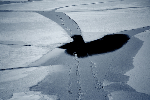 Crow and Ice in Blue