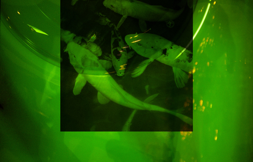 Carp in Green