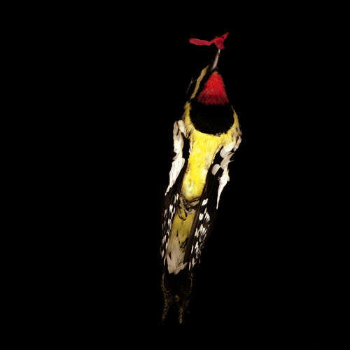 Bird 3 With Blood