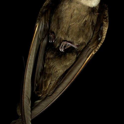 Brown Bird's Feet