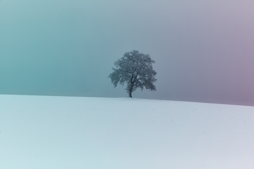 Schneebaum