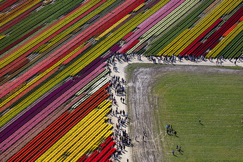 Tulip Land