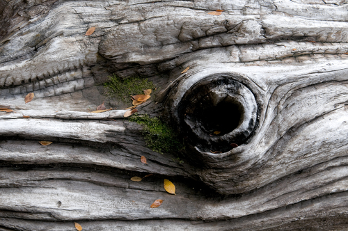 Petrified Whale