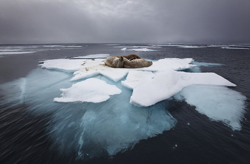 Walrus in the Arctic