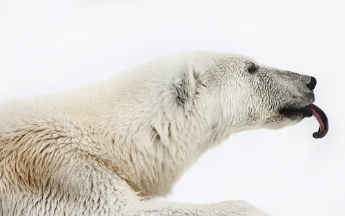 Polar Bear 02