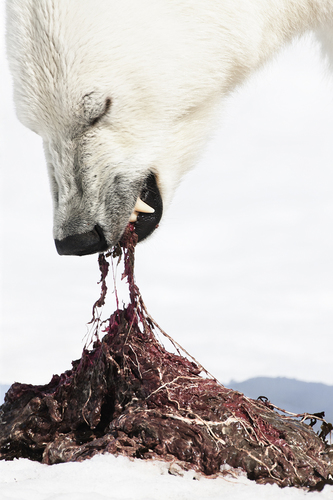 Polar Bear 04