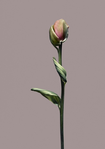 Objekt_1_Papa_Tulip
