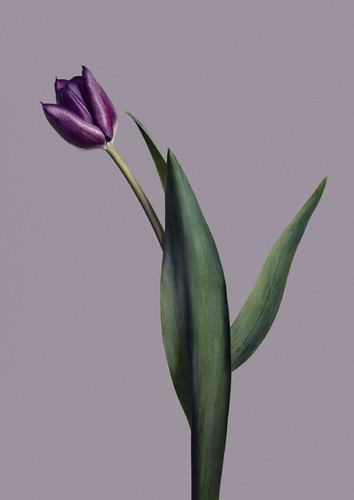 Objekt_7_Tulip