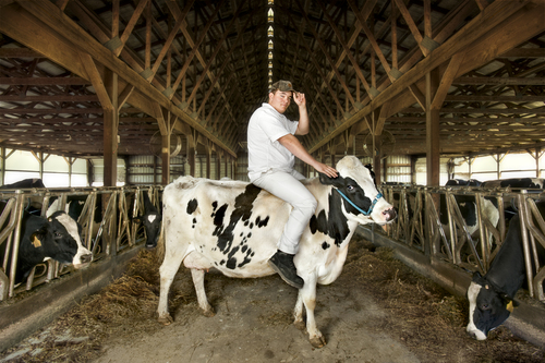 Deeter's Cows