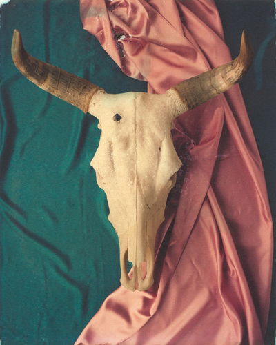 Tricolor Bovine Skull