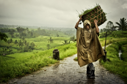 Bali Rice Farmer