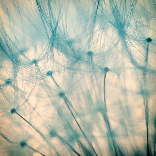 Dandelion Art