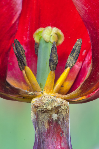 Tulip Dust