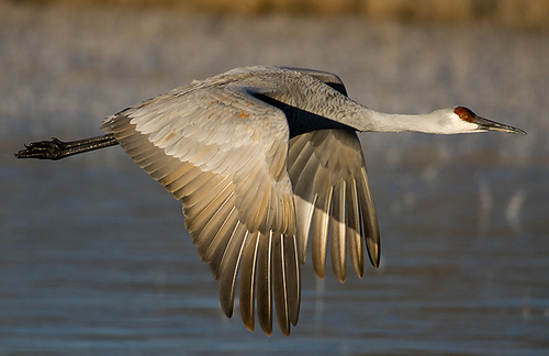 Sand Hill Crane