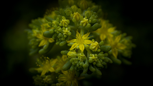 Jelly Bean Cactus Flower