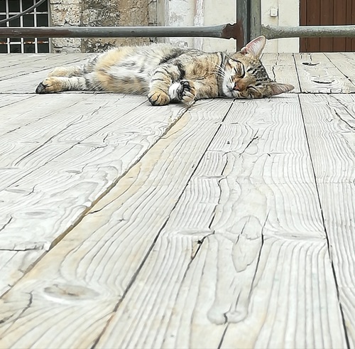 Cat's time off