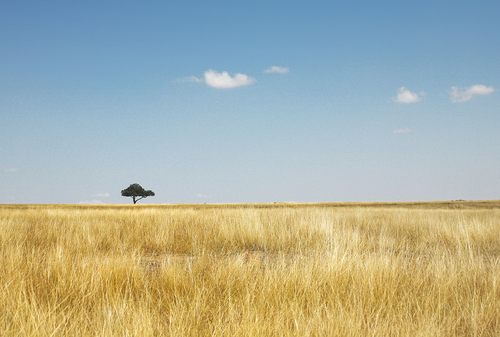 Solitary Tree