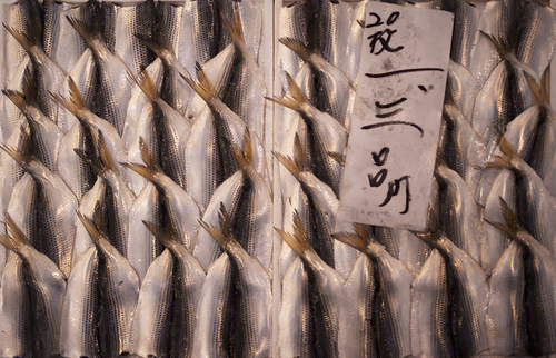 Tokyo Fish Market 1
