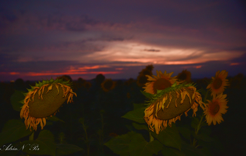 Sunflowers