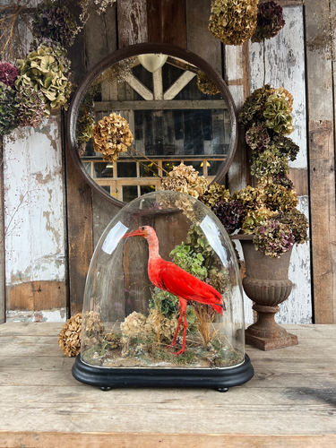 The Red Ibis