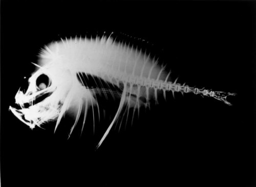 Fish X-ray